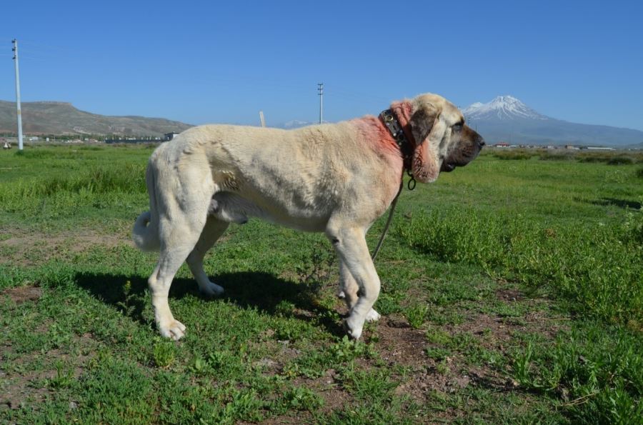 MALAKLI KÖPEKLERİ BİLİMSEL BİR DİSİPLİN İÇİNDE ARAŞTIRILACAK