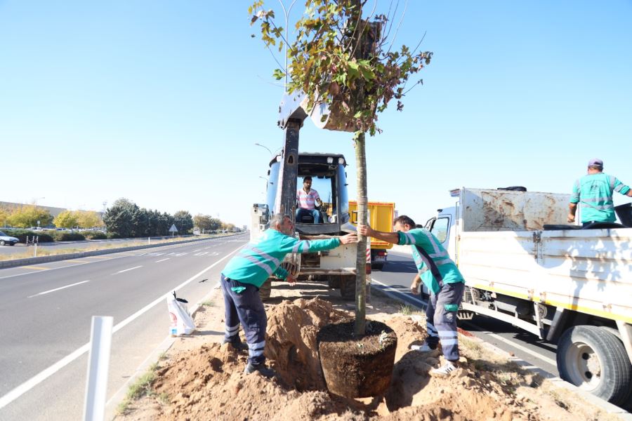 KONYA YOLU ORTA REFÜJÜ AKÇA AĞAÇLARI İLE DONATILIYOR