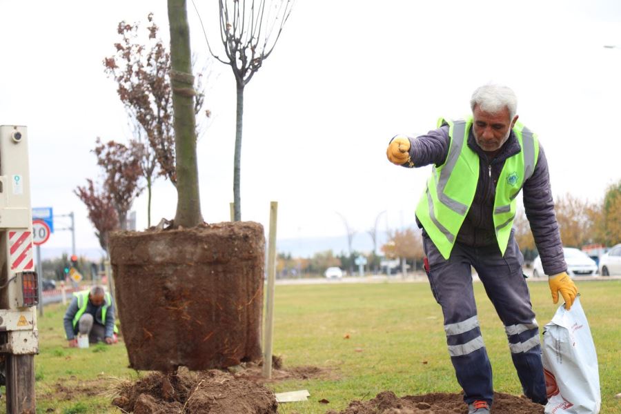 AŞIK MOLLA CADDESİNDE AĞAÇLANDIRMA ÇALIŞMALARI BAŞLATILDI