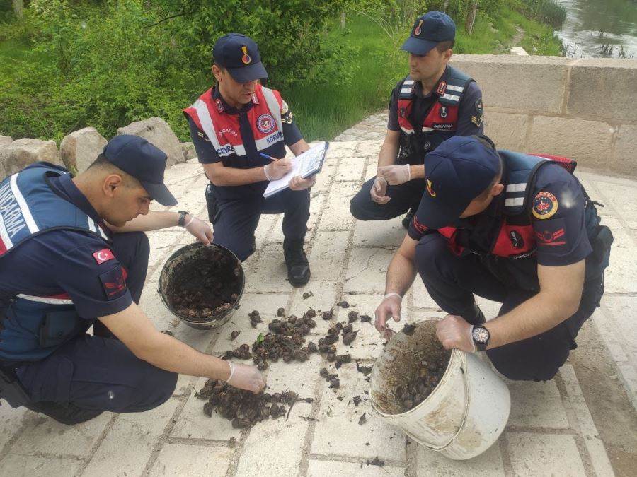 İzinsiz Salyangoz Toplayan Kişi Jandarma Tarafından Yakalandı