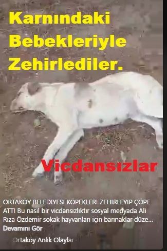 Ortaköy İlçesinde  Köpekler Neden Zehirlenerek Öldürülüyor?