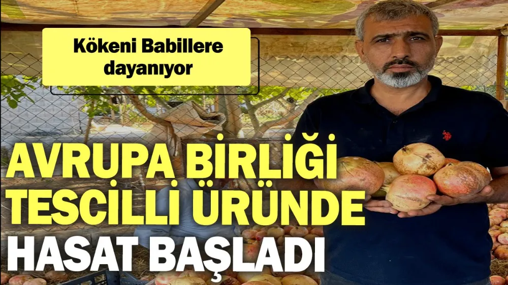 Avrupa Birliği tescilli üründe hasat başladı