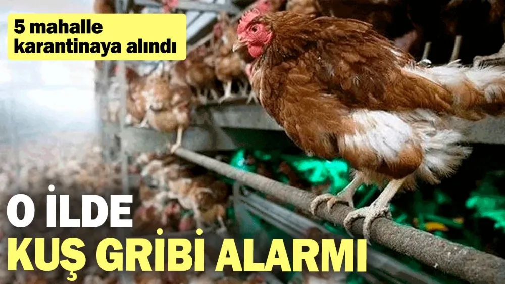 O ilde kuş gribi alarmı...