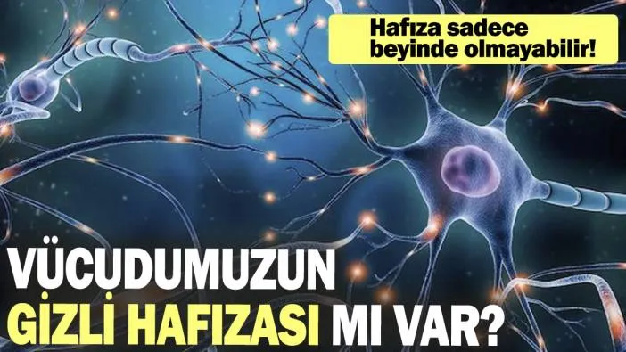 Vücudumuzun gizli hafızası mı var? 