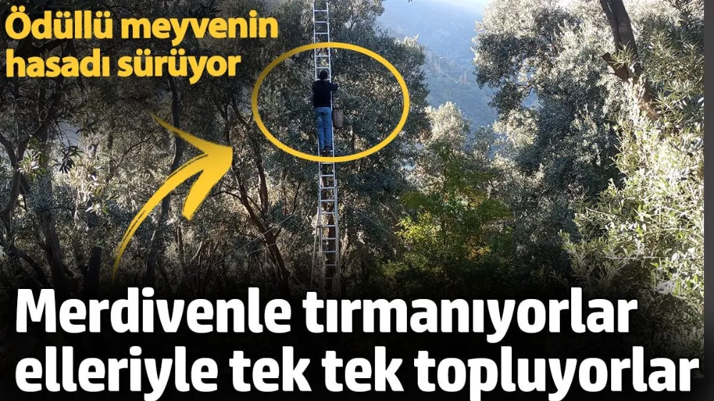  Ödüllü meyvenin hasadı sürüyor