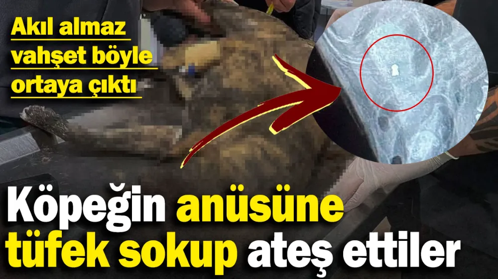 Köpeğin anüsüne tüfek sokup ateş ettiler