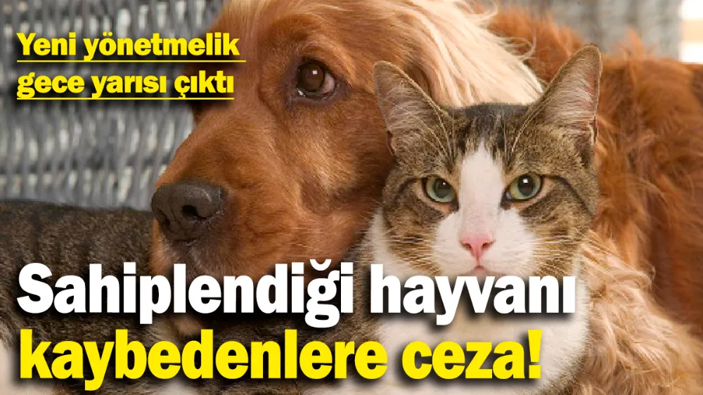 Sahiplendiği hayvanı kaybedenlere ceza! 