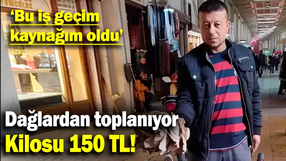 Dağlardan toplanıyor, gün geçtikçe daha da ilgi görüyor!