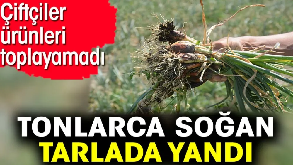 Tonlarca soğan tarlada yandı !