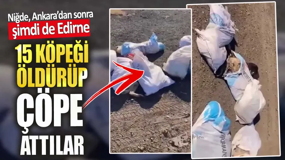 Edirne’de 15 köpeği öldürüp çöplüğe attılar