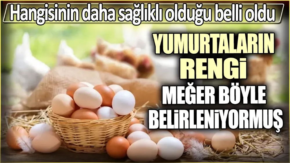 Yumurtaların rengi meğer böyle belirleniyormuş