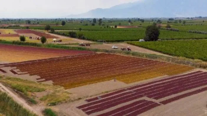 TARİŞ üzüm fiyatlarını açıkladı