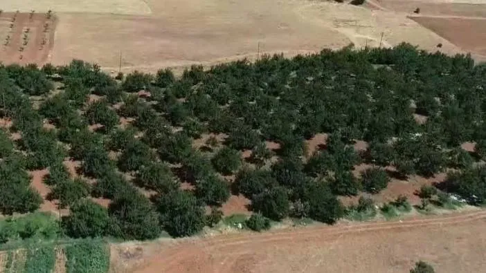 Kanserin yayılmasını önlüyor sivilceleri anında yok ediyor