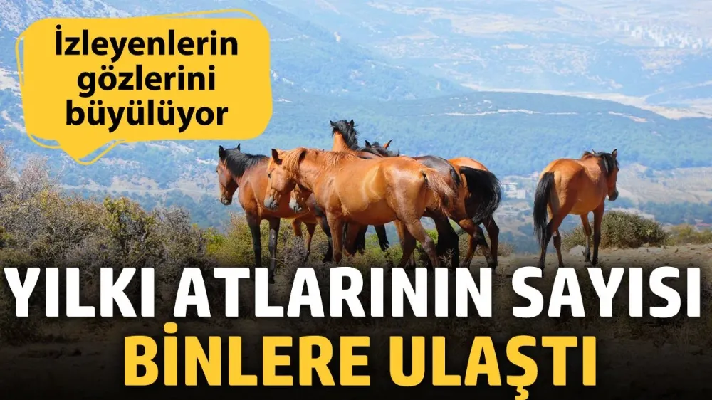 Yılkı atlarının sayısı binlere ulaştı