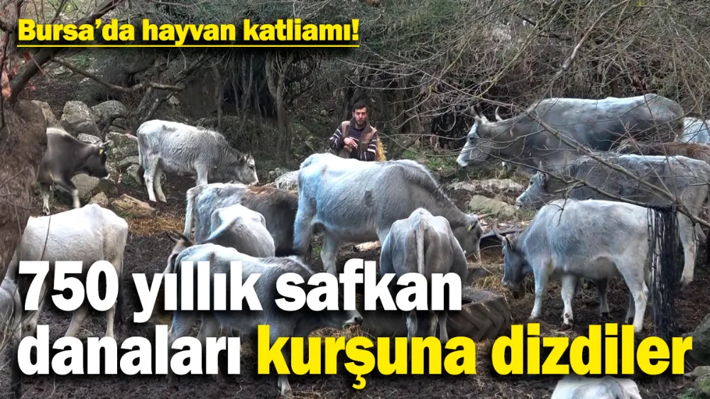 Bursa’da hayvan katliamı! 