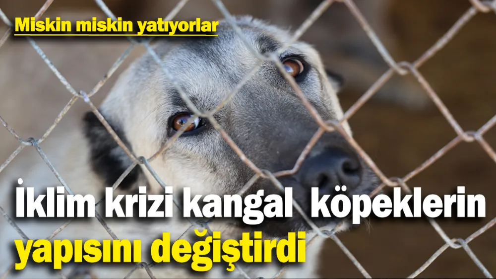 İklim değişikliği kangal köpeklerin yapısını değiştirdi