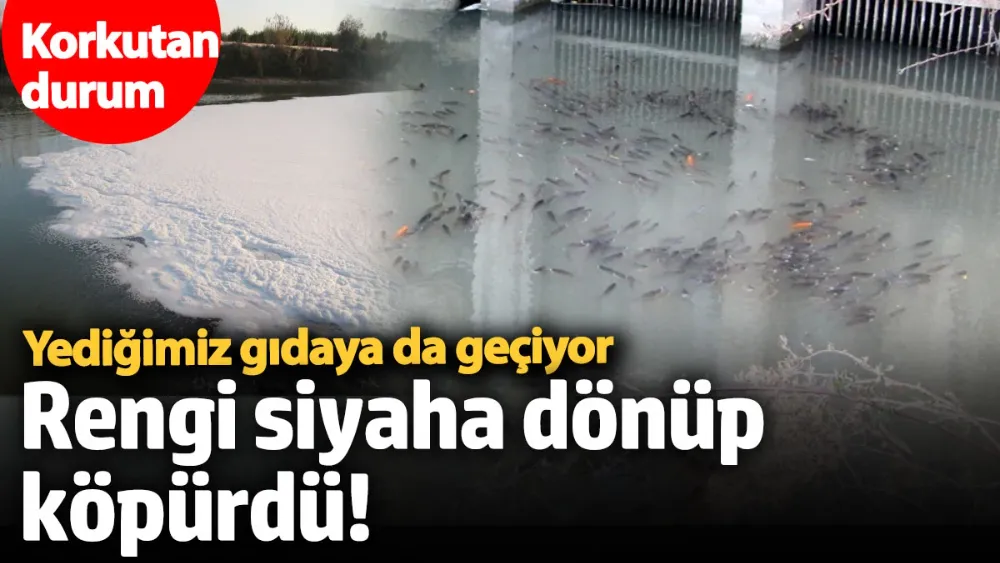 Rengi siyaha dönüp köpürdü, balıklar öldü