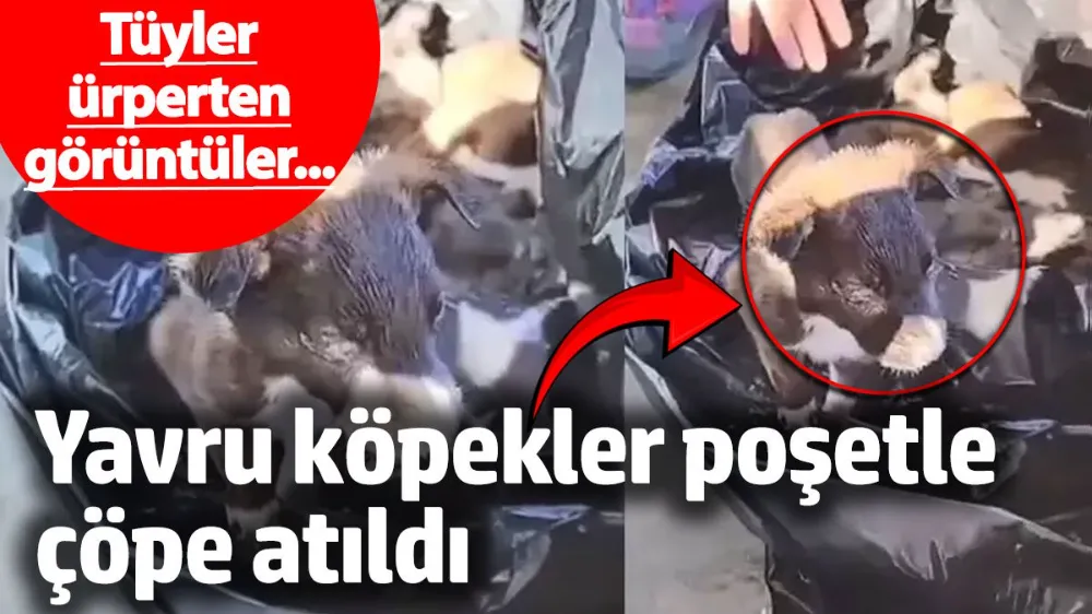 Yavru köpekler poşetle çöpe atıldı