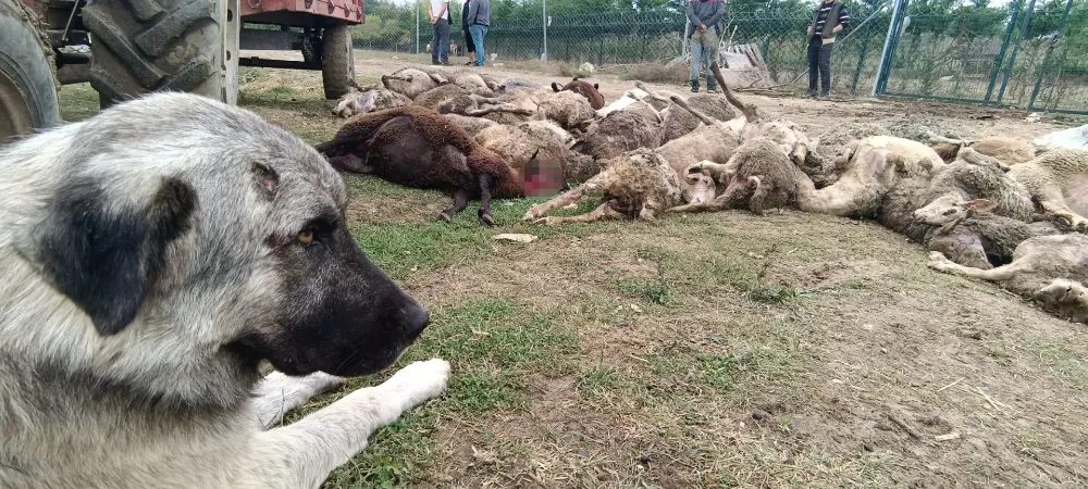 Anne ve Baba Kızlarının Köpeğinin Saldırısına Uğradı