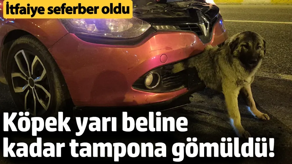 Köpek yarı beline kadar tampona gömüldü! 