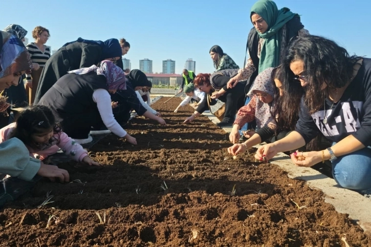 Diyarbakır Tıbbi ve Aromatik Bitkiler Atölyesi’nde safran ekimi
