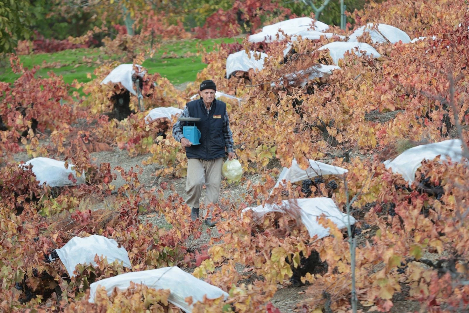Kavacık’ın coğrafi işaretli üzümüne büyük ilgi