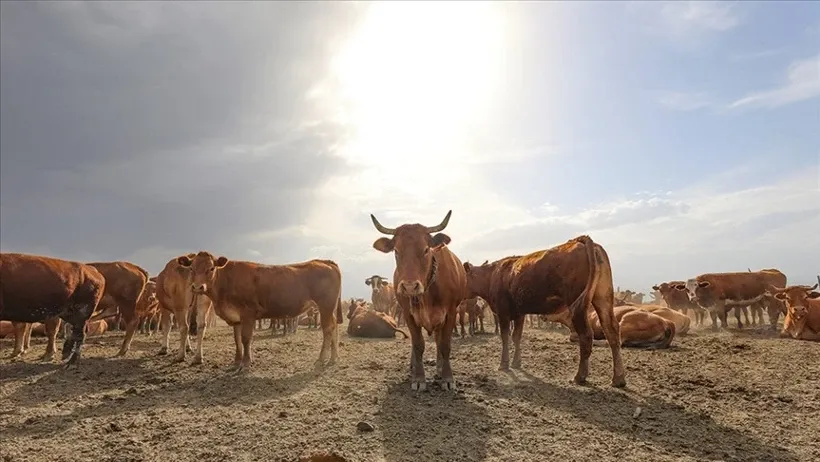 Hayvancılık desteklemelerinde yeni dönem