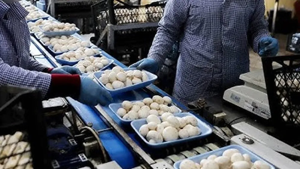 Kültür Mantarı mı, Doğal Mantar mı?! Hangisi daha sağlıklı?