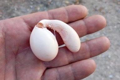 Adıyaman’da tavuğun yumurtası şaşırttı!