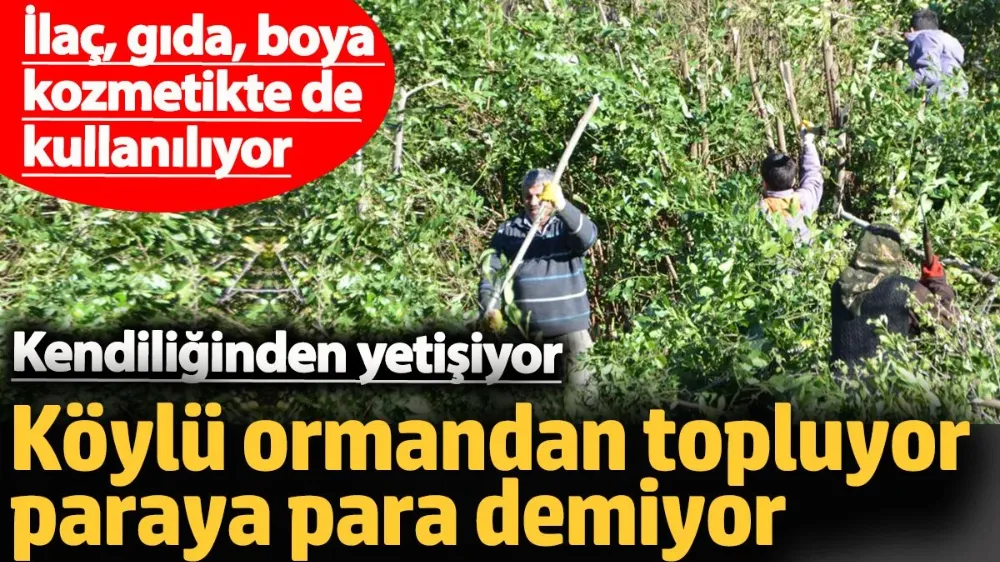 Köylü ormandan topluyor paraya para demiyor. 