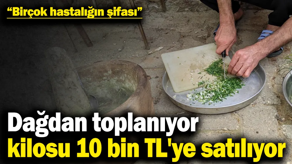 Dağdan toplanıyor, kilosu 10 bin TL