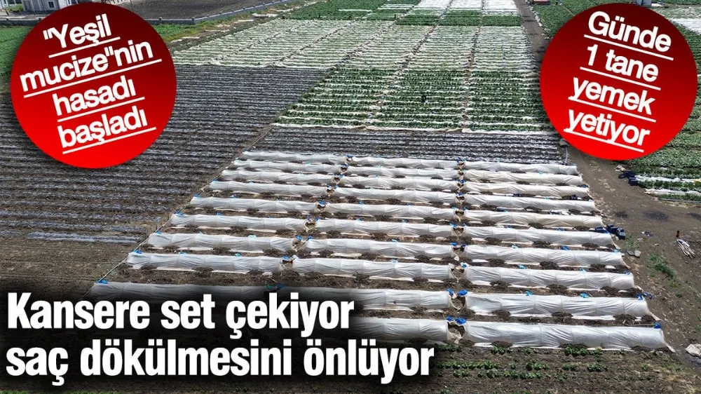Kansere set çekiyor saç dökülmesini önlüyor