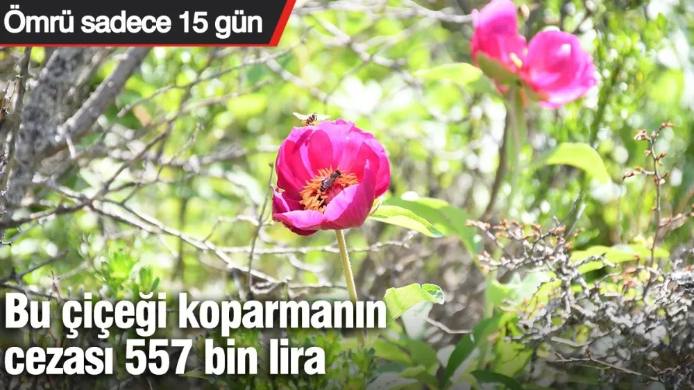 Bu çiçeği koparmanın cezası 557 bin lira: Ömrü sadece 15 gün