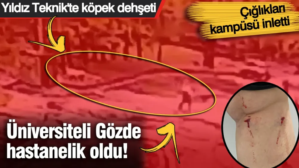  Yıldız Teknik’te köpek dehşeti: Çığlıkları kampüsü inletti