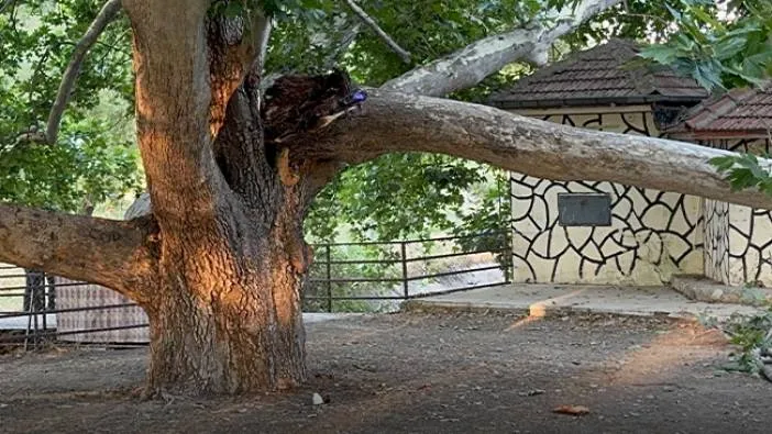 Piknik alanında facia yaşandı! 11 kişi yaralandı