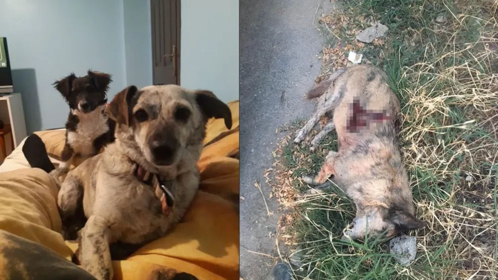Köpek cinayetine hapis cezası! Duman ölmüş, Yumak yaralanmıştı