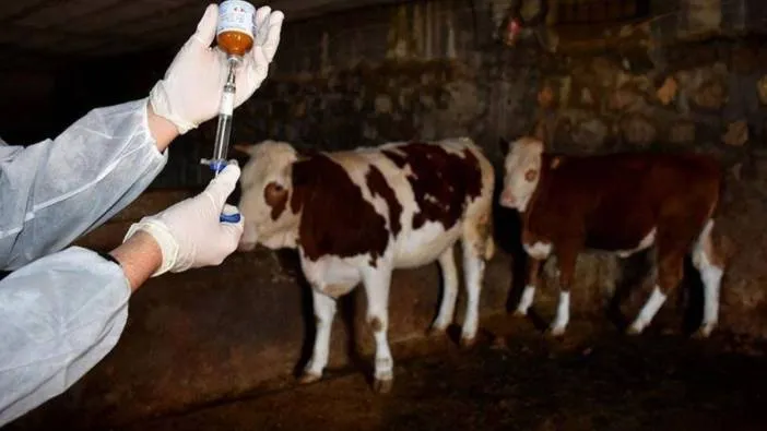 Şap Hastalığına karşı Artvin genelinde sıkı tedbirler
