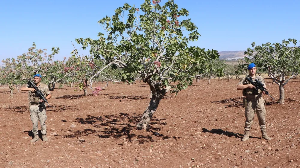 Fiyatı altın ile yarışıyor! Başında silah ile nöbet