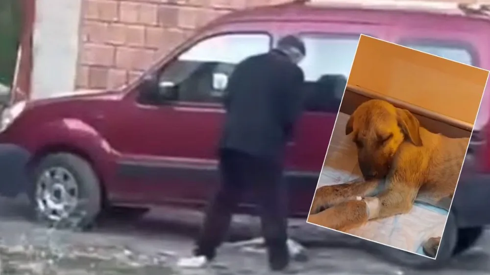 Yavru köpeğe sopalı şiddet yürekleri sızlatmıştı! 