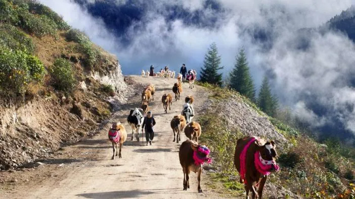 Şap hastalığı yayla hayvancılığını vuruyor! 