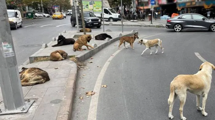 İstanbul Valiliği talimat verdi: Tüm sokak hayvanları toplatılacak