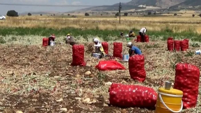 Uygun fiyatı duyan akın etti! 3 TL’ye satılıyor