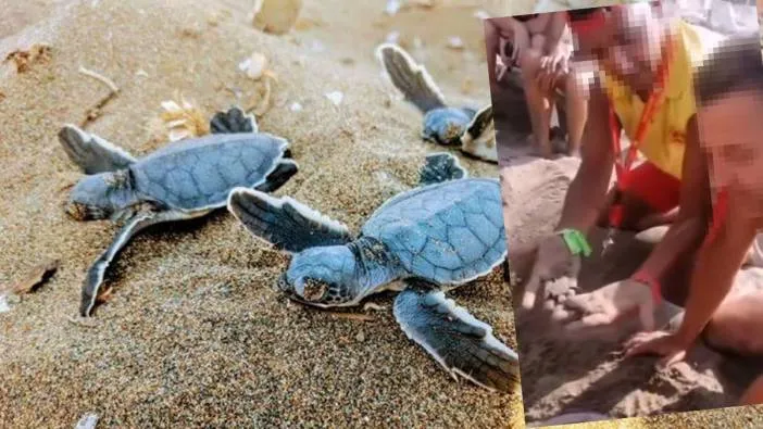 Caretta yuvalarında turizm skandalı! 