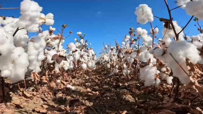 Bir dönemin beyaz altını pamukta hasat başladı!